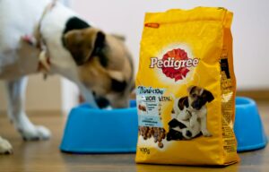 How to Find the Best Low Protein Puppy Food?