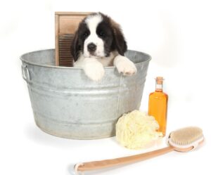 Best Dog Grooming Shampoo For Puppies?