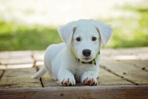 How To Help Puppies Transition To Solid Food