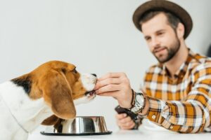 Homemade Dog Food Versus Store Bought: Which Is Better?